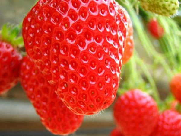 ■<新宿発>【静岡】春を先取り!お花見日和♪桜色に輝く「かんなみの桜まつり」&いちご狩り食べ放題!御殿場高原ランチブッフェ&クラフトビール飲み放題♪3